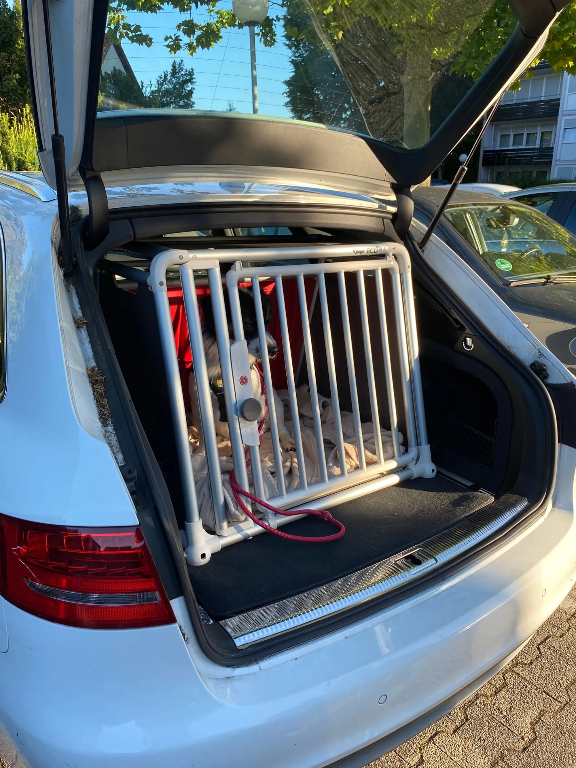 Auto fahren reaktiver Hund