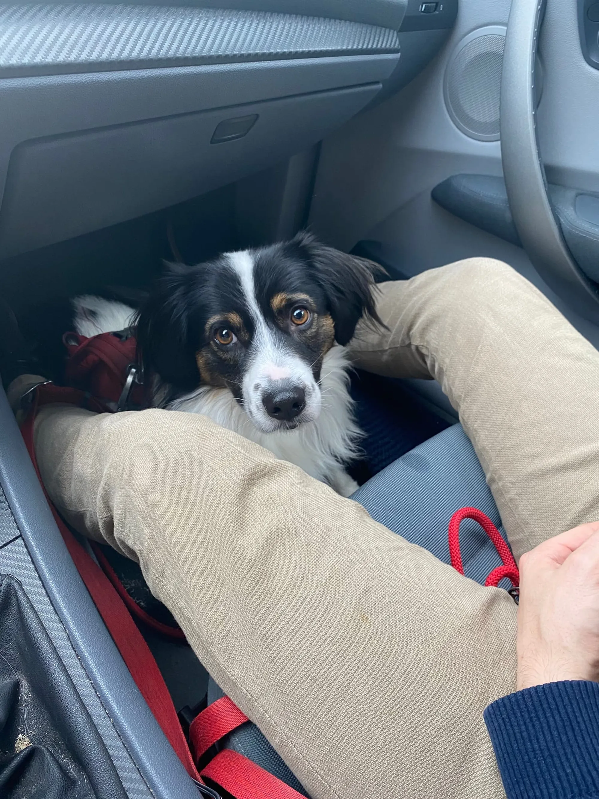 Auto Hund