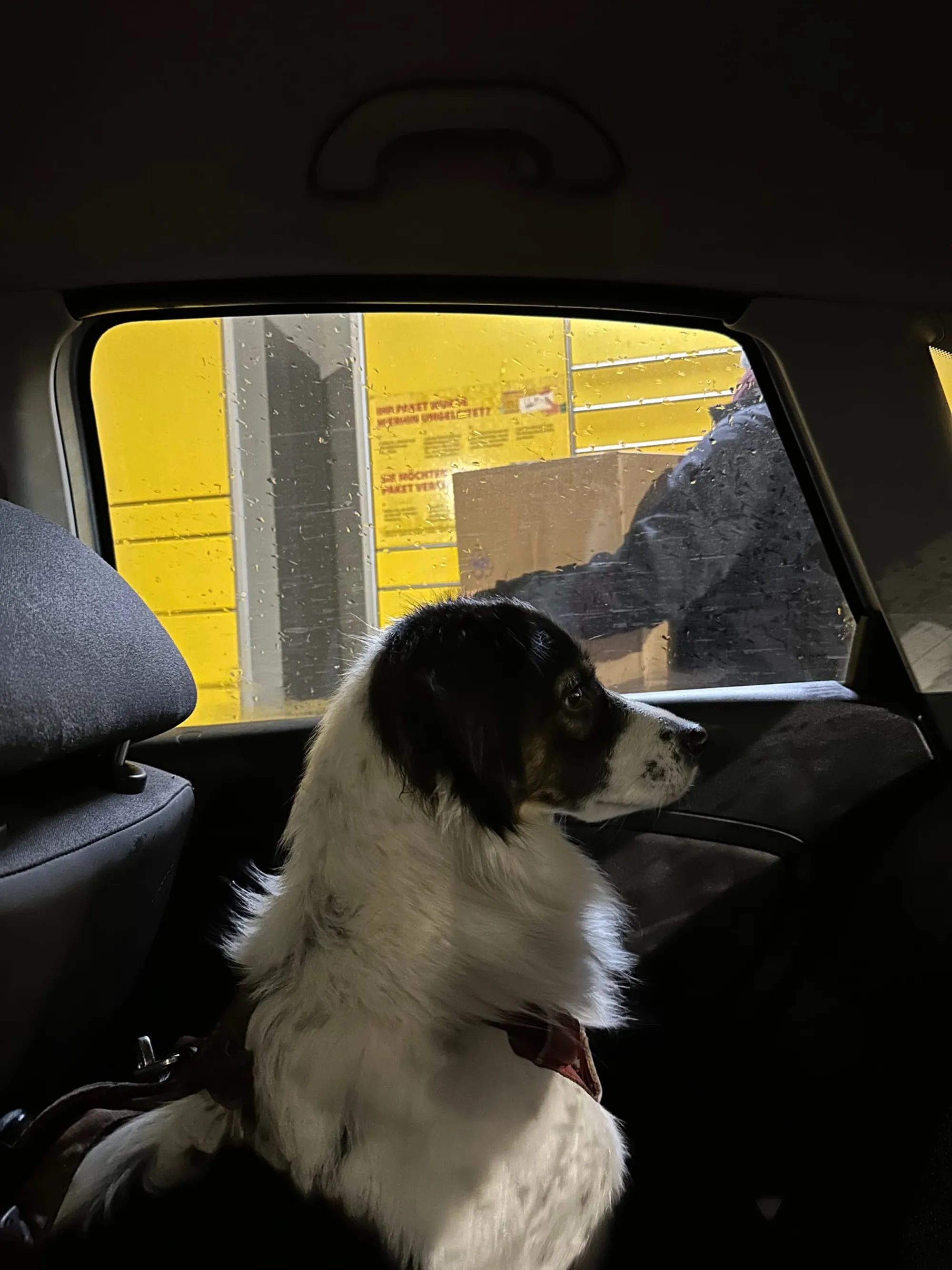 Auto fahren reaktiver Hund